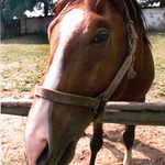 Prosím cukřík!!!!!!!!